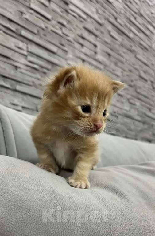 Кошки в Новосибирске: Котенок мейн-кун девочка Девочка, 15 000 руб. - фото 1