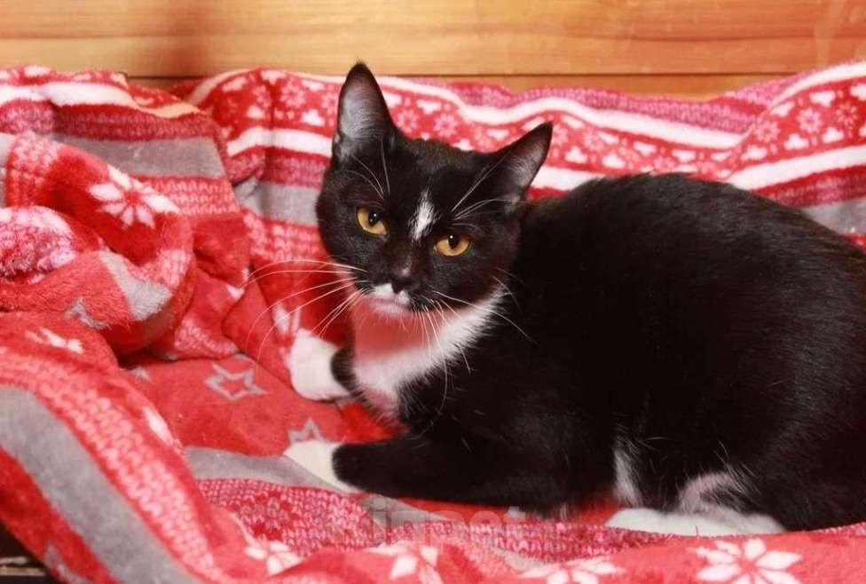 Кошки в Калуге: Юнона, молодая кошечка в добрые руки. Девочка, Бесплатно - фото 1