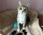 Кошки в Санкт-Петербурге: Очень игривый котенок Туся ищет дом Девочка, Бесплатно - фото 7