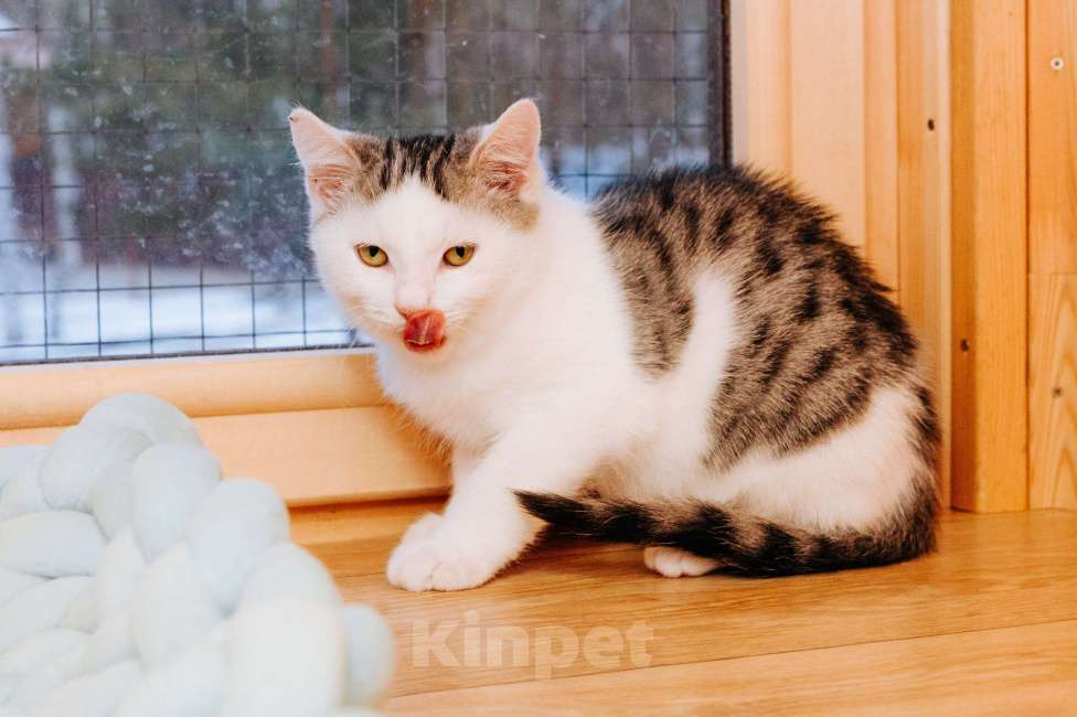 Кошки в Москве: Мальчик 8 месяцев   ❤️ищет дом и любимых хозяев  Мальчик, Бесплатно - фото 5