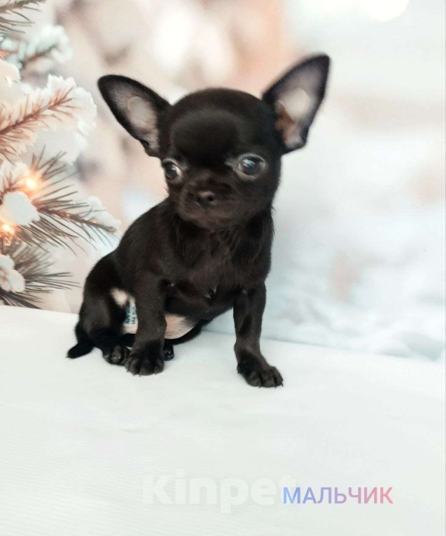 Собаки в Ногинске: Мальчик  чихуахуа  Мальчик, 40 000 руб. - фото 1