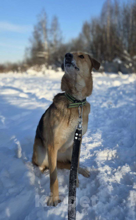 Собаки в Королеве: Нежная и доверчивая Лира. Девочка, Бесплатно - фото 9