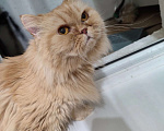 Кошки в Челябинске: Отдаю в добрые руки Персидскую кошку  Девочка, 1 руб. - фото 3