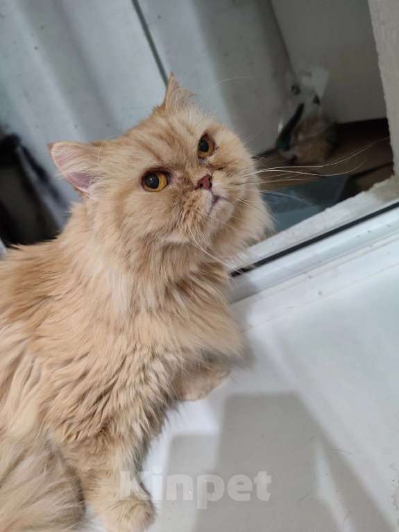 Кошки в Челябинске: Отдаю в добрые руки Персидскую кошку  Девочка, 1 руб. - фото 3