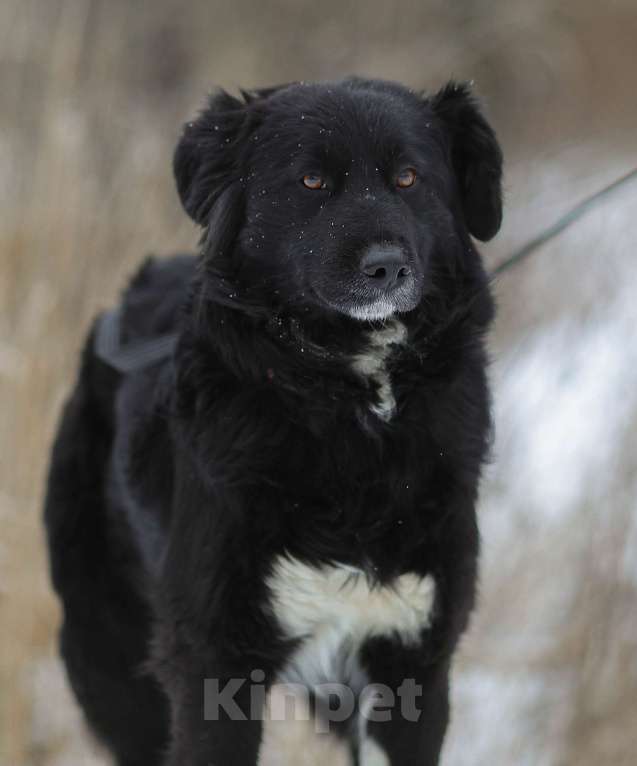 Собаки в Москве: Злата, идеальная для квартиры собака Девочка, Бесплатно - фото 6