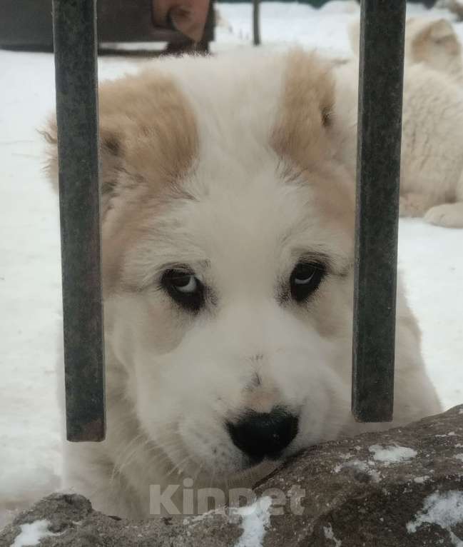 Собаки в Пскове: Среднеазиатская овчарка щенок алабай Девочка, 45 000 руб. - фото 2