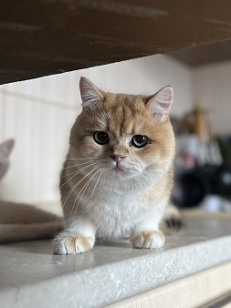 Британский короткошерстный кот
