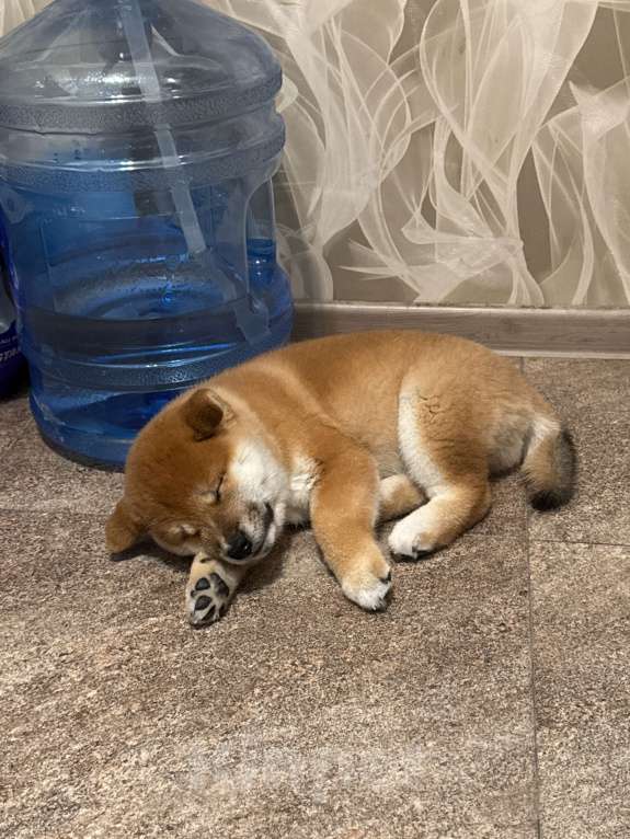 Собаки в Москве: Щенок сиба-ина Мальчик, 30 000 руб. - фото 6