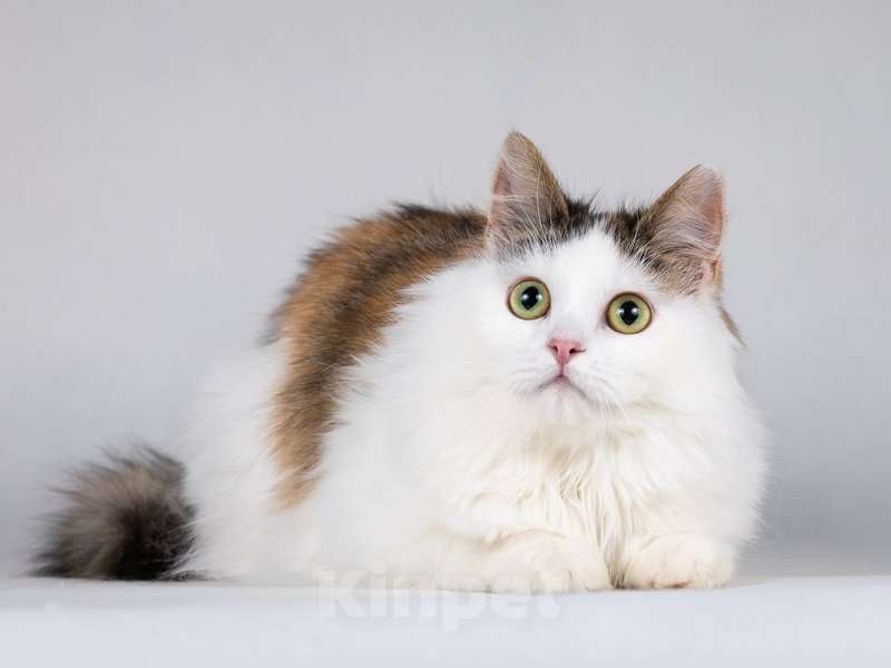 Кошки в Москве: Ласковая Зая, котёнок-подросток, девочка, трёхцветка.  Девочка, Бесплатно - фото 9