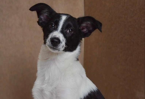 Эбби ищет дом