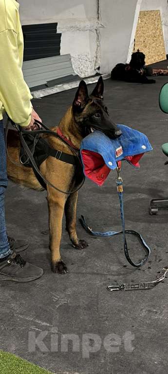 Собаки в Тольятти: Предлагаются к продаже щенки малинуа Мальчик, 50 000 руб. - фото 3