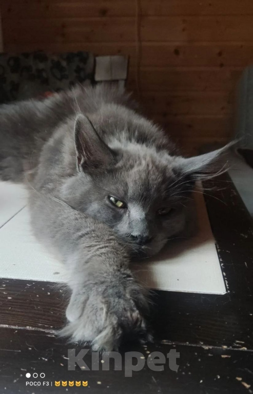 Кошки в Санкт-Петербурге: Котенок мейн-кун мальчик Мальчик, 16 000 руб. - фото 3