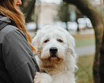 Собаки в Москве: Белая собака Шая с человеческими глазами в дар Девочка, 1 руб. - фото 4
