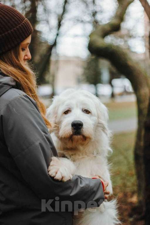 Собаки в Москве: Белая собака Шая с человеческими глазами в дар Девочка, 1 руб. - фото 4
