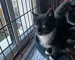 Кошки в Санкт-Петербурге: Котята, 2 месяца Мальчик, Бесплатно - фото 3