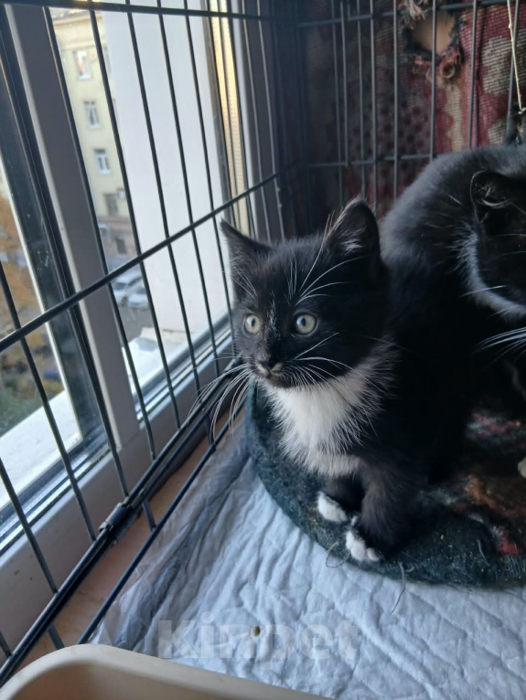 Кошки в Санкт-Петербурге: Котята, 2 месяца Мальчик, Бесплатно - фото 3