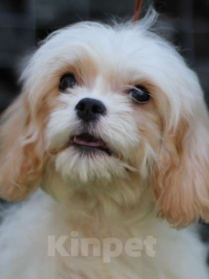 Собаки в Екатеринбурге: Малыши кавапу Мальчик, 50 000 руб. - фото 4