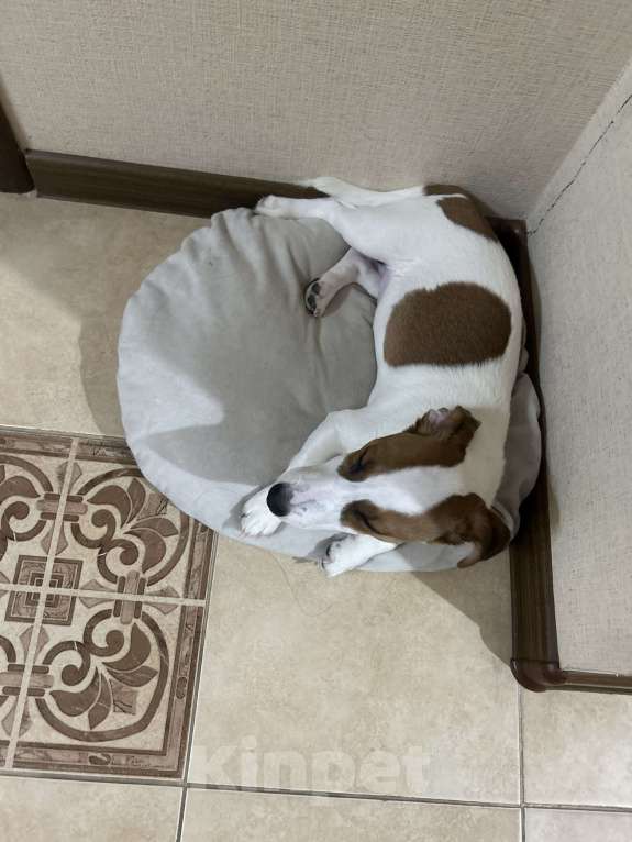 Собаки в Москве: Джек Рассел 5мес Мальчик, 1 000 руб. - фото 4