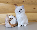 Кошки в Санкт-Петербурге: Невские маскарадные котята Мальчик, 50 000 руб. - фото 5