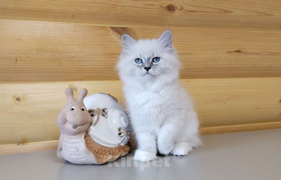 Кошки в Санкт-Петербурге: Невские маскарадные котята Мальчик, 50 000 руб. - фото 5