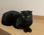 Кошки в Самаре: Котик британец в добрые руки Мальчик, 1 руб. - фото 1