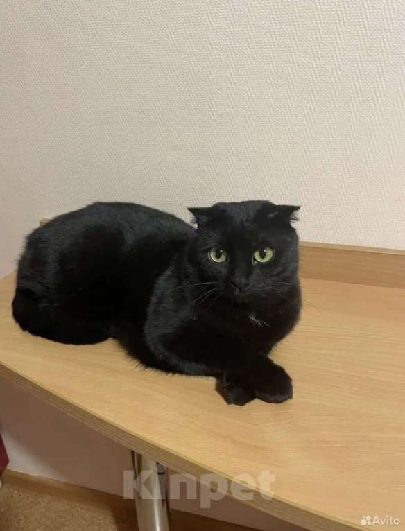 Кошки в Самаре: Котик британец в добрые руки Мальчик, 1 руб. - фото 1