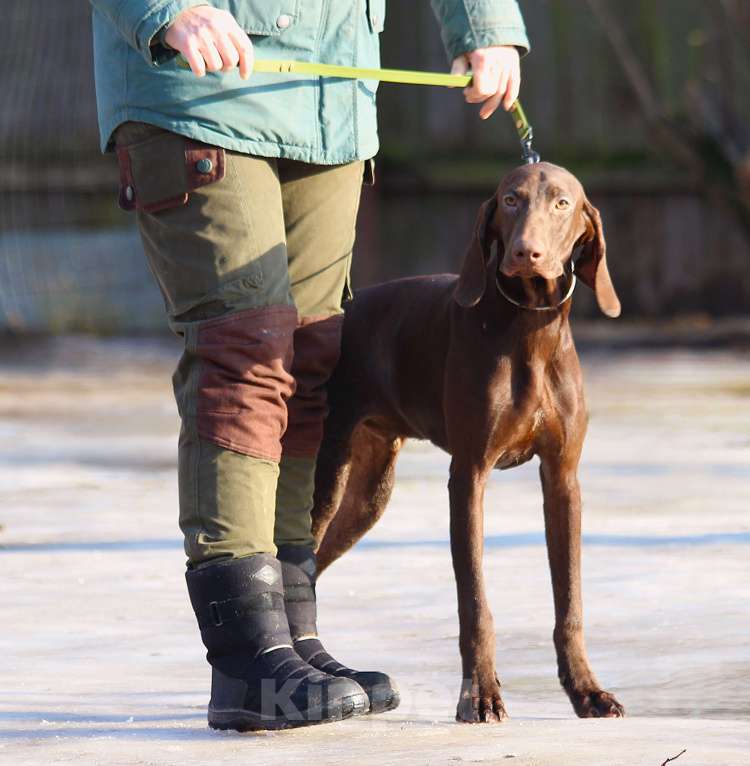Собаки в других городах Московской области: Щенок  курцхаар Мальчик, 150 000 руб. - фото 7