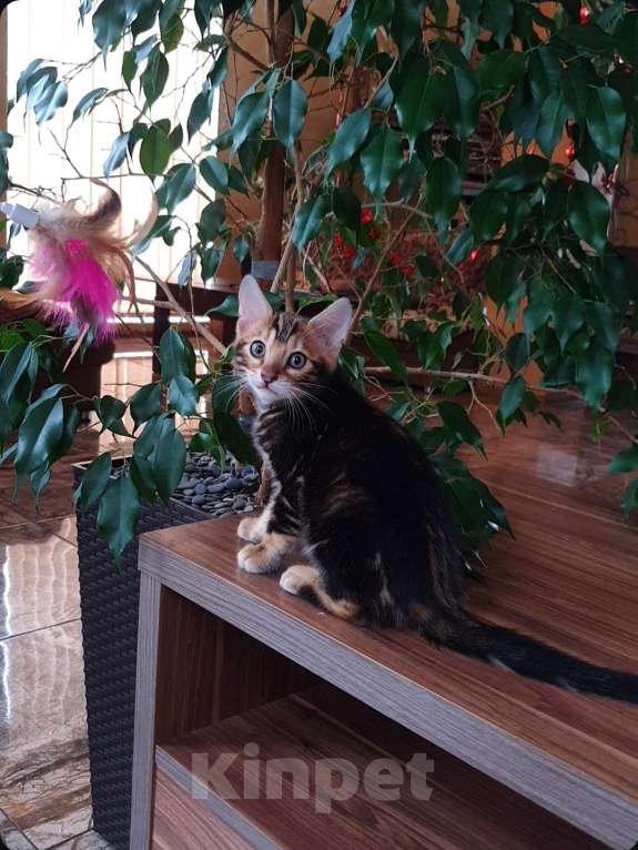 Кошки в Симферополе: Бенгальский мальчик  Мальчик, 25 000 руб. - фото 2