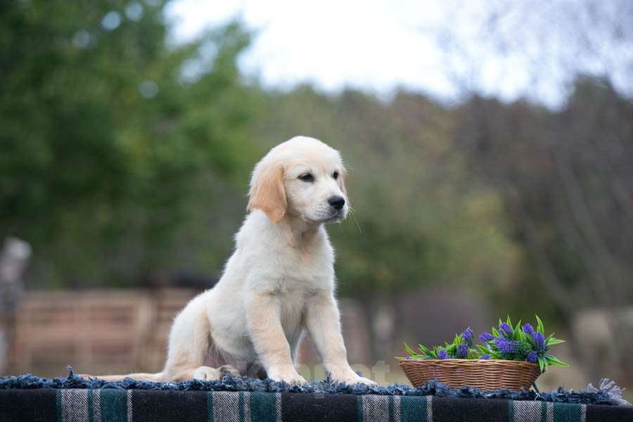 Собаки в Воронеже: Девочка золотистый ретривер  Девочка, 60 000 руб. - фото 4