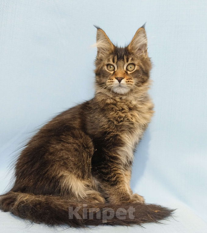 Кошки в Москве: Котёнок Мейн-Кун Мальчик Мальчик, 50 000 руб. - фото 7