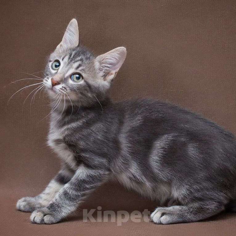 Кошки в Москве: Серебряный котенок в бенгальскую полосочку Мальчик, Бесплатно - фото 2