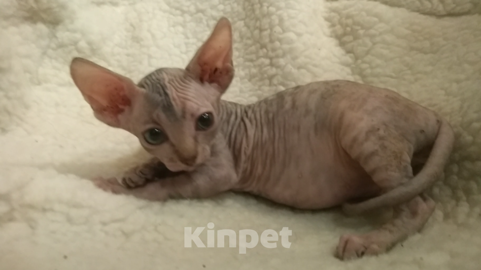 Кошки в Курске: Донская девочка цветная гетерохромия  Девочка, 20 000 руб. - фото 2