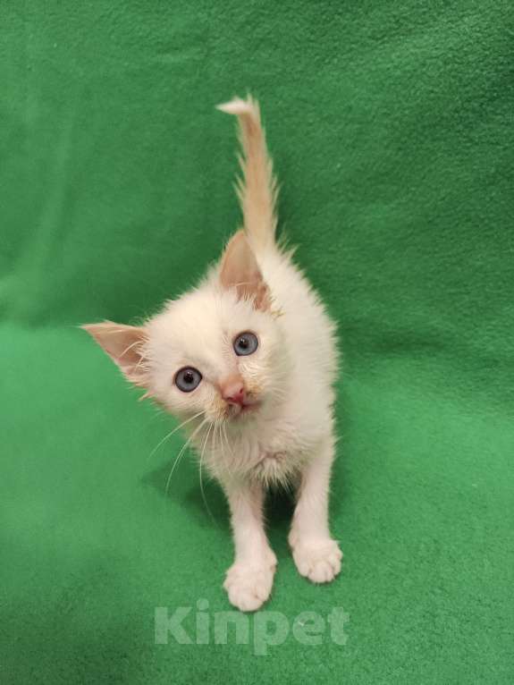 Кошки в Москве: Самый любопытный нос. Котенок Лапочкин  Мальчик, Бесплатно - фото 5