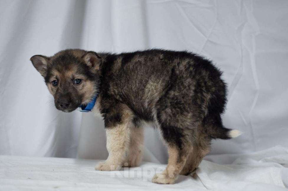 Собаки в Ногинске: Щенок мальчик в добрые руки Мальчик, Бесплатно - фото 4