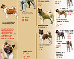 Собаки в Казани: Американская Акита вязка, 52 руб. - фото 5