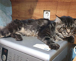 Кошки в Выксе: Мейн-кун вязка, 4 000 руб. - фото 4