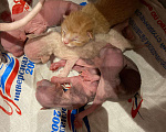 Кошки в Рязани: Сфинкс, 10 000 руб. - фото 2