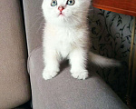 Кошки в Болхове: Шотландский малыш страйт, 17 000 руб. - фото 5