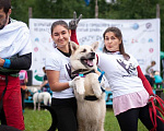 Собаки в Москве: Акита Самурай ищет дом Мальчик, Бесплатно - фото 2