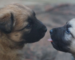 Собаки в Новосибирске: Отдам щенка Девочка, 500 руб. - фото 4