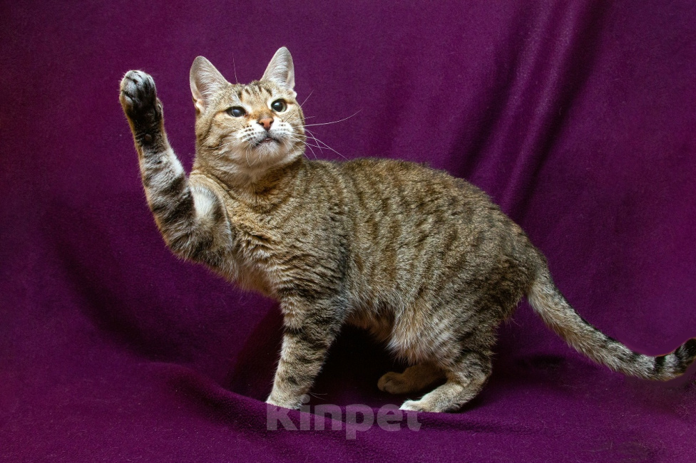 Кошки в Москве: Шикарные молодые котики и кошечки (1 г.) в дар Девочка, Бесплатно - фото 7