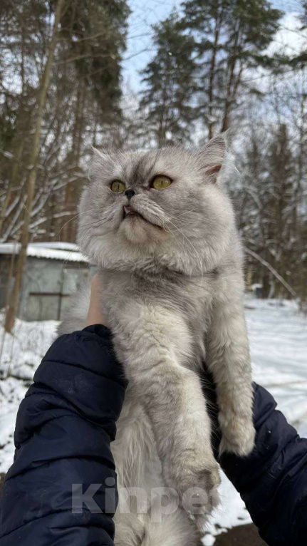 Кошки в Москве: Выброшенный котик Буржик мечтает о доме Мальчик, Бесплатно - фото 4