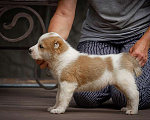 Собаки в Москве: Среднеазиатская овчарка (алабай) Девочка, 40 000 руб. - фото 1