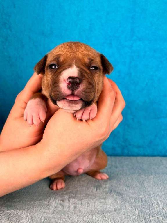 Собаки в Москве: Шикарный парень амстаффа Мальчик, 80 000 руб. - фото 1