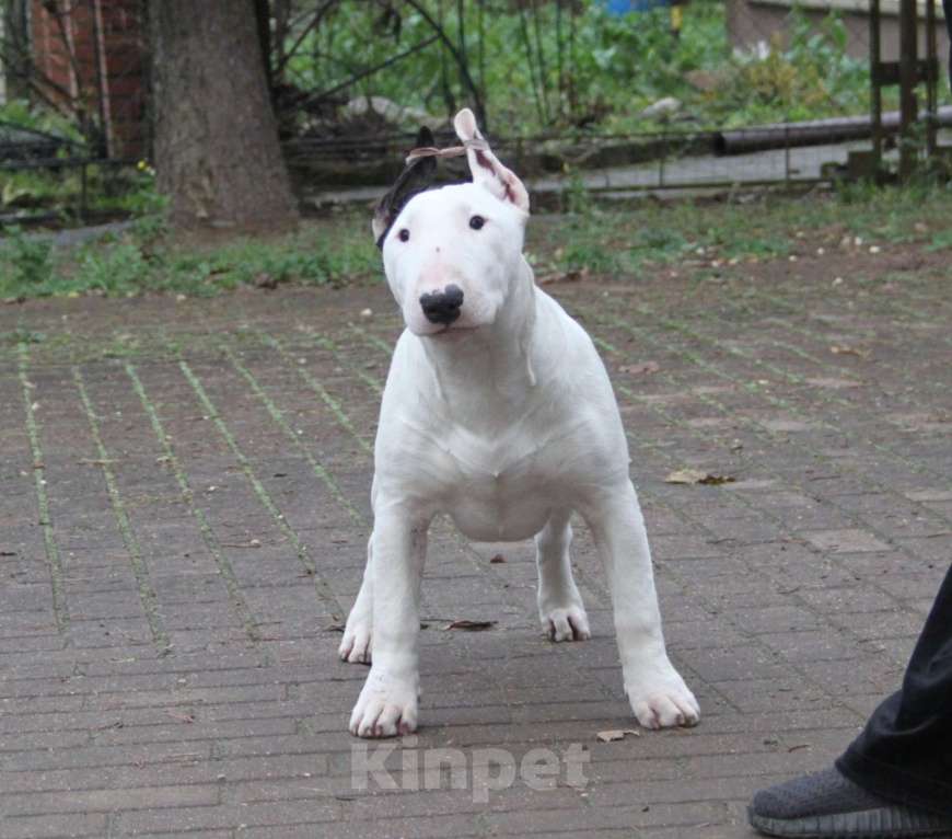 Собаки в Москве: Высокопородные щенки бультерьера Девочка, 100 000 руб. - фото 4