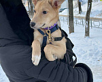 Собаки в Уфе: Щенок Девочка, 300 руб. - фото 2