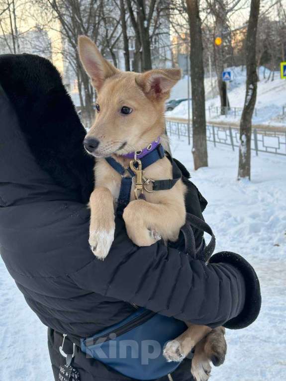 Собаки в Уфе: Щенок Девочка, 300 руб. - фото 2