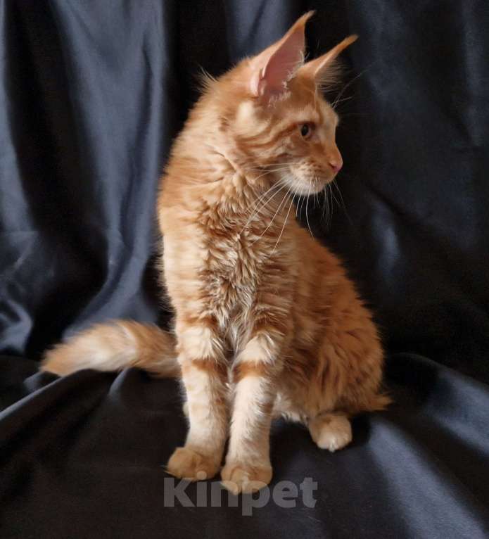 Кошки в Москве: Пресненские котята породы мейн-кун. Алиса Девочка, 30 000 руб. - фото 2