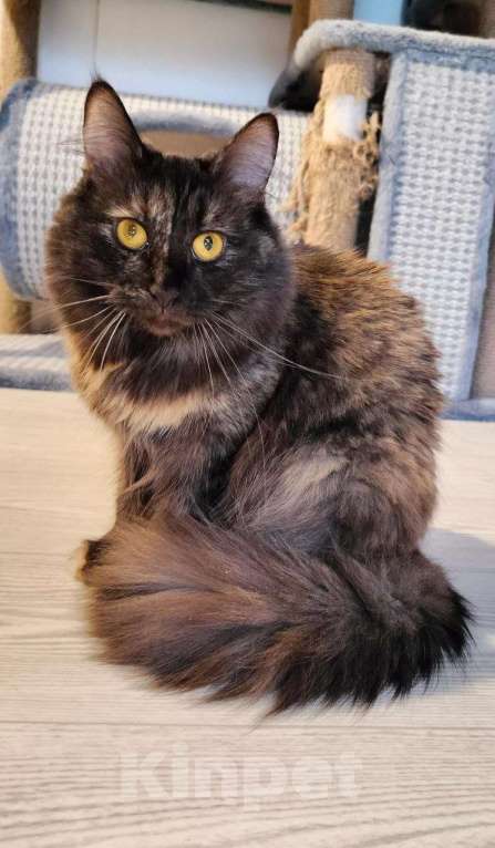 Кошки в Дзержинском: шикарная кошка в добрые руки Девочка, Бесплатно - фото 2