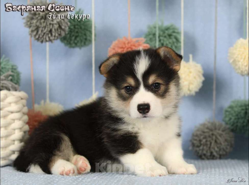 Собаки в Москве: Чакибусенок #4 яркая малышка триколор, очень темпераментная Эйла Секура Девочка, Бесплатно - фото 4